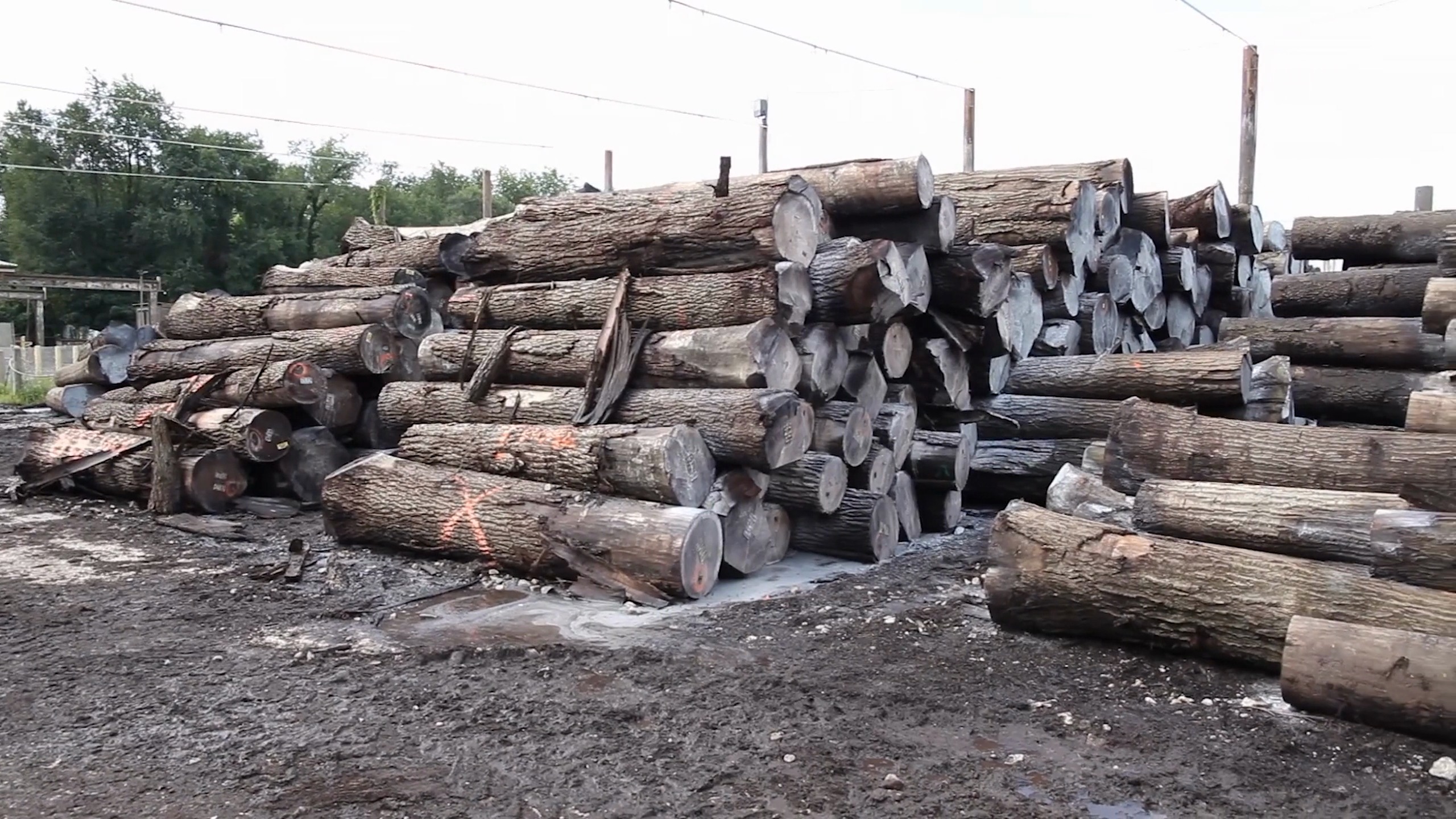 Hardwood veneer logs staged in the Universal Veneer log yard